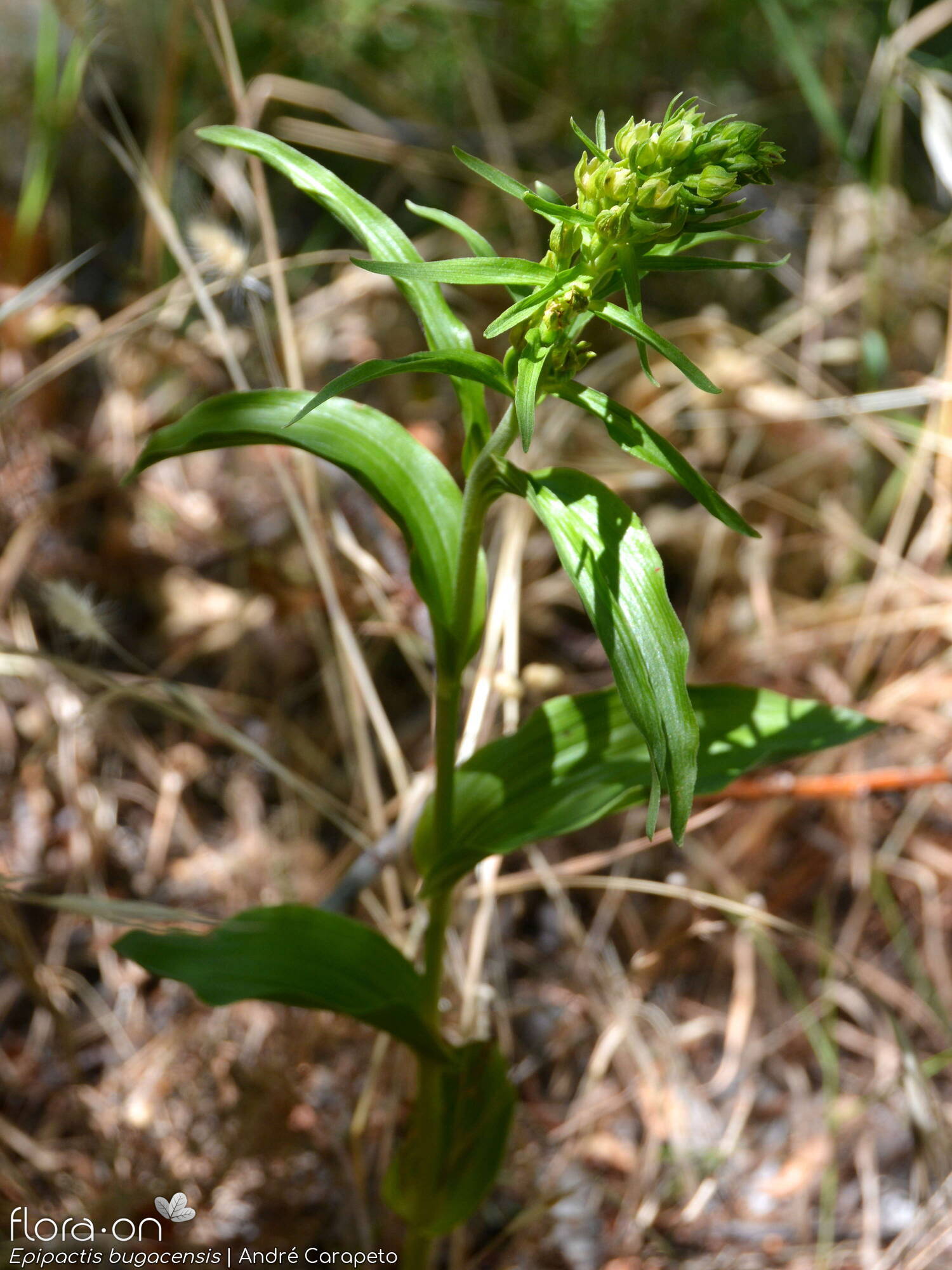 Epipactis bugacensis - Hábito | André Carapeto; CC BY-NC 4.0