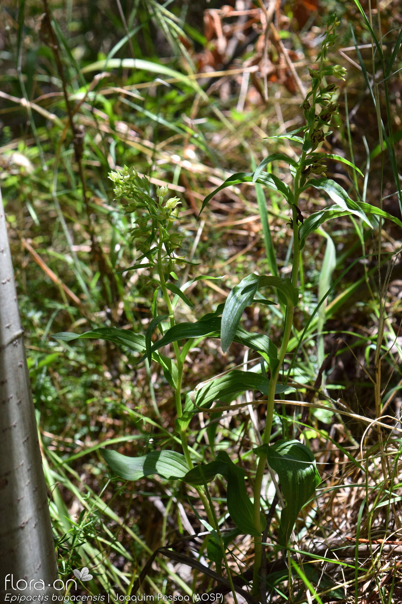 Epipactis bugacensis - Hábito | Joaquim Pessoa; CC BY-NC 4.0