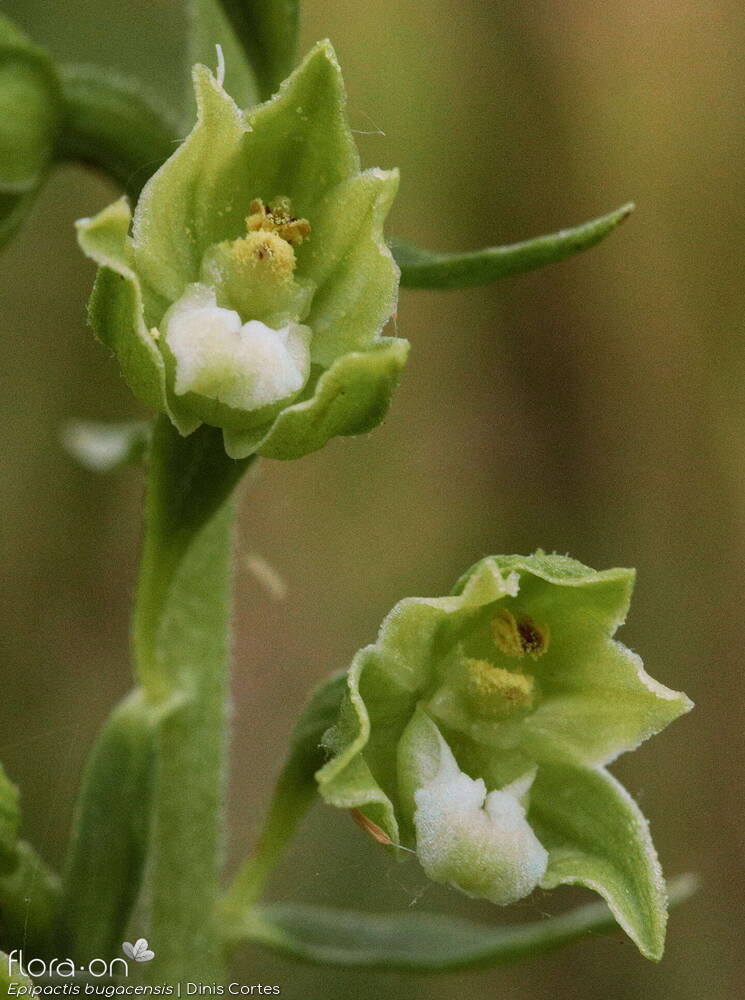 Epipactis bugacensis