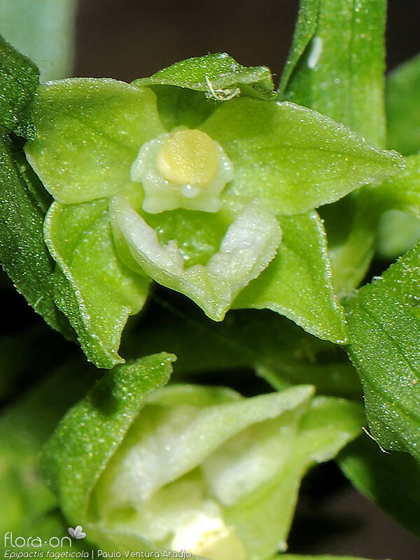 Epipactis fageticola - Flor (close-up) | Paulo Ventura Araújo; CC BY-NC 4.0
