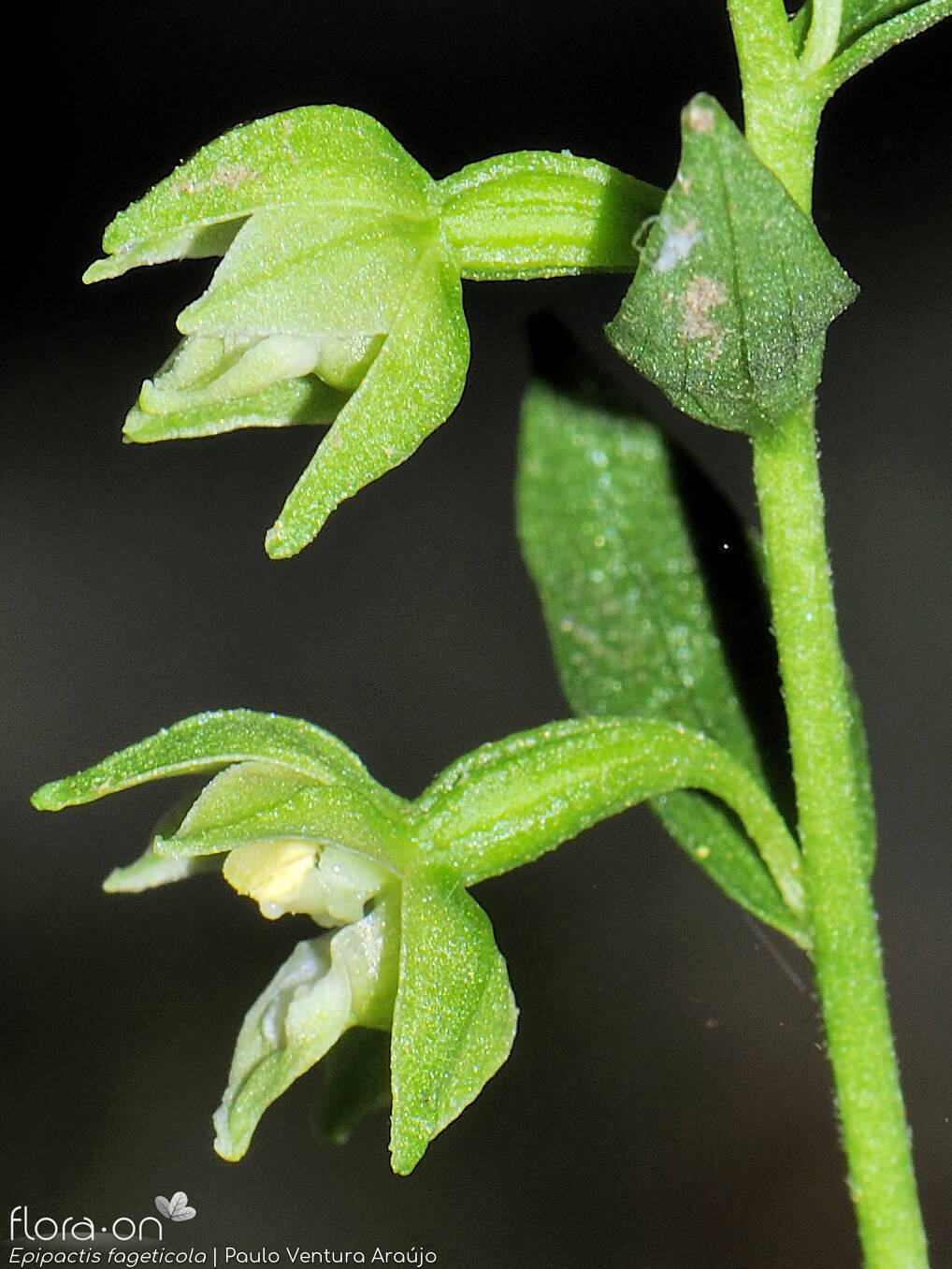 Epipactis fageticola - Flor (geral) | Paulo Ventura Araújo; CC BY-NC 4.0