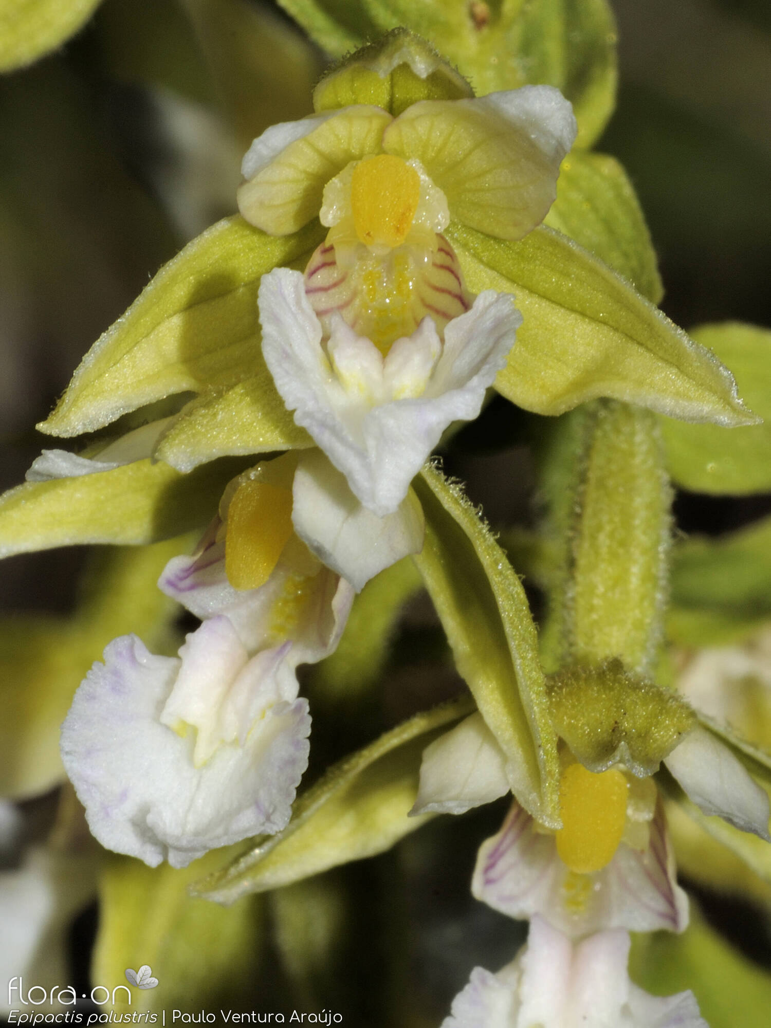Epipactis palustris - Flor (close-up) | Paulo Ventura Araújo; CC BY-NC 4.0