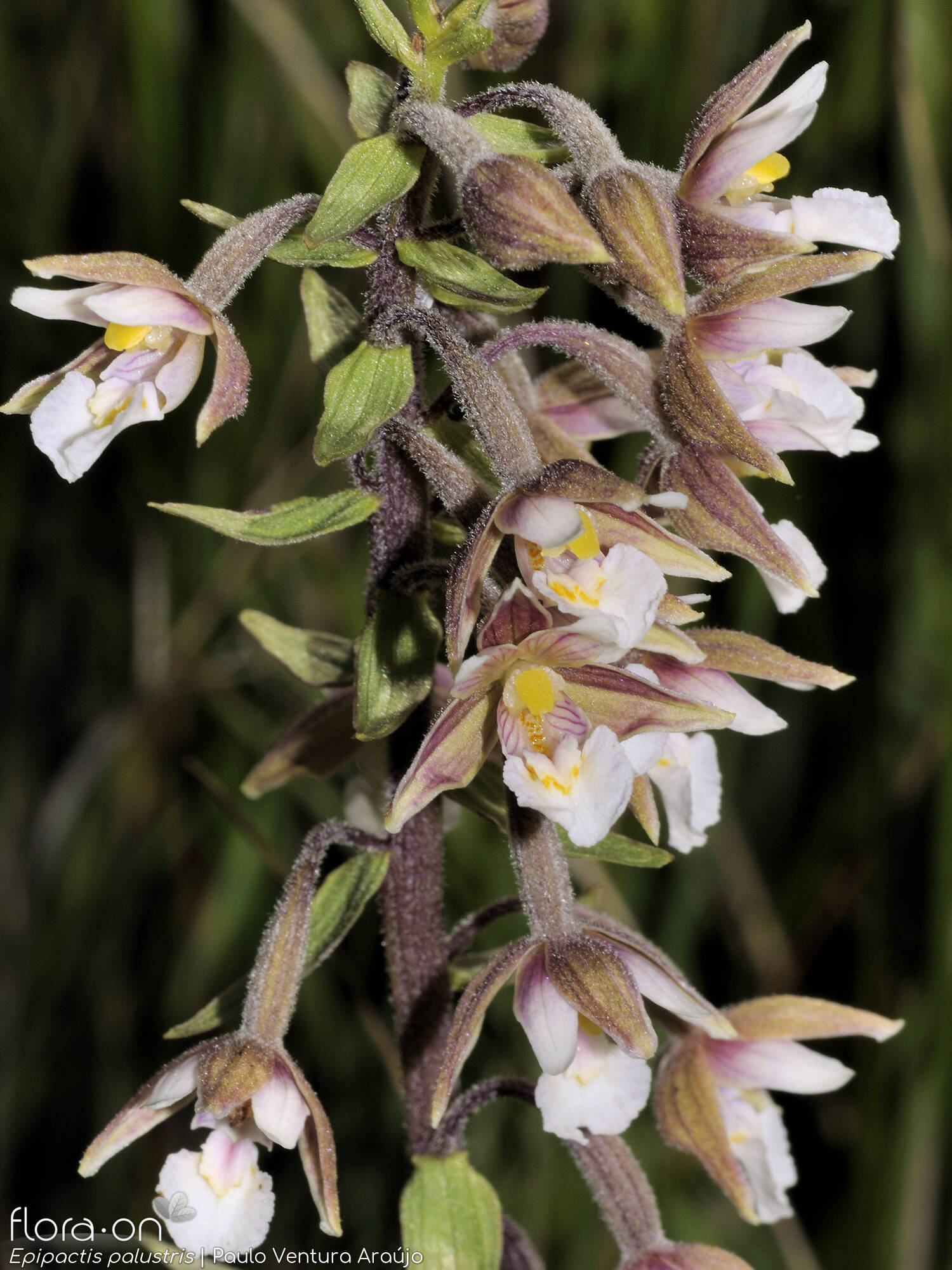 Epipactis palustris - Flor (geral) | Paulo Ventura Araújo; CC BY-NC 4.0
