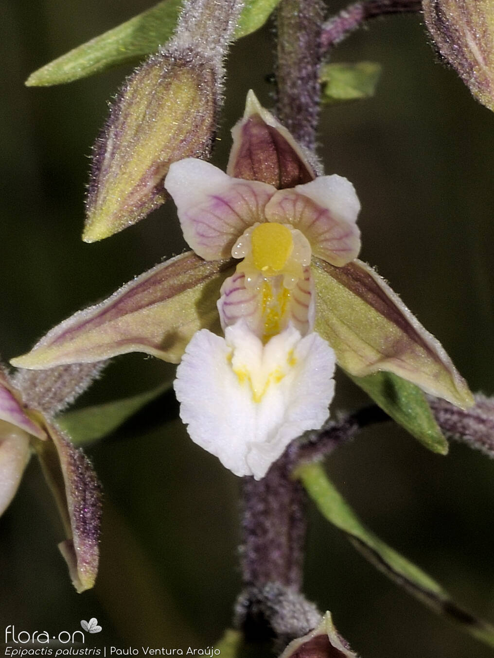 Epipactis palustris - Flor (close-up) | Paulo Ventura Araújo; CC BY-NC 4.0