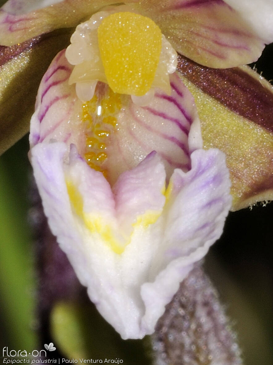 Epipactis palustris - Estruturas reprodutoras | Paulo Ventura Araújo; CC BY-NC 4.0