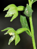 Epipactis phyllanthes