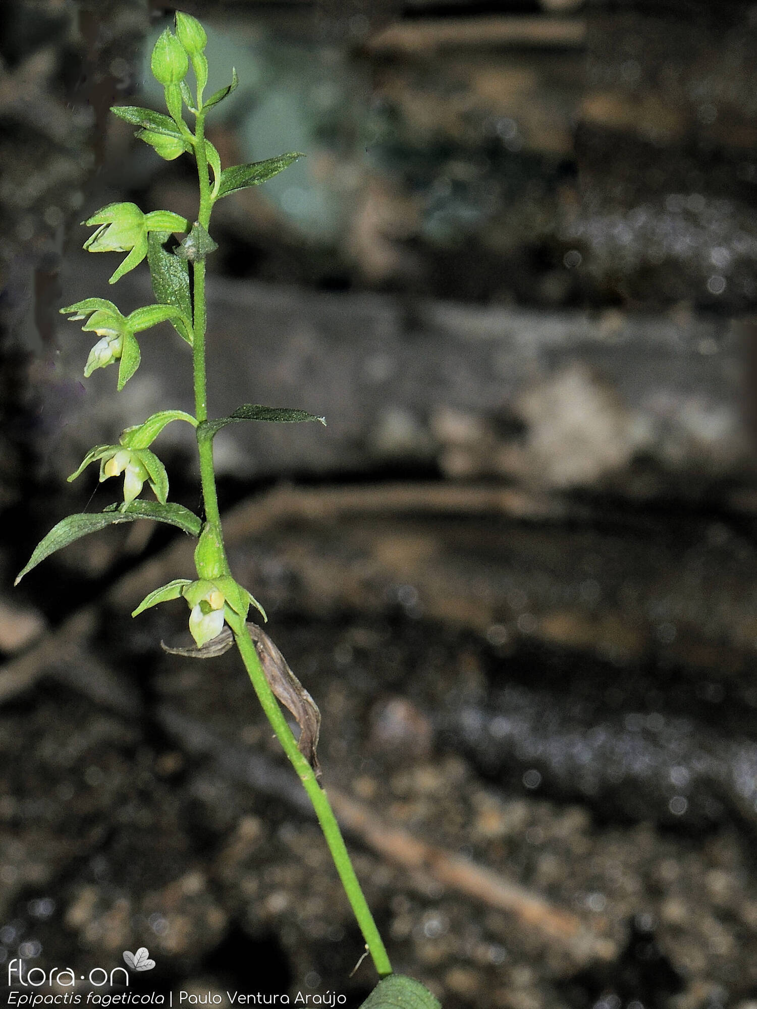 Epipactis phyllanthes - Hábito | Paulo Ventura Araújo; CC BY-NC 4.0