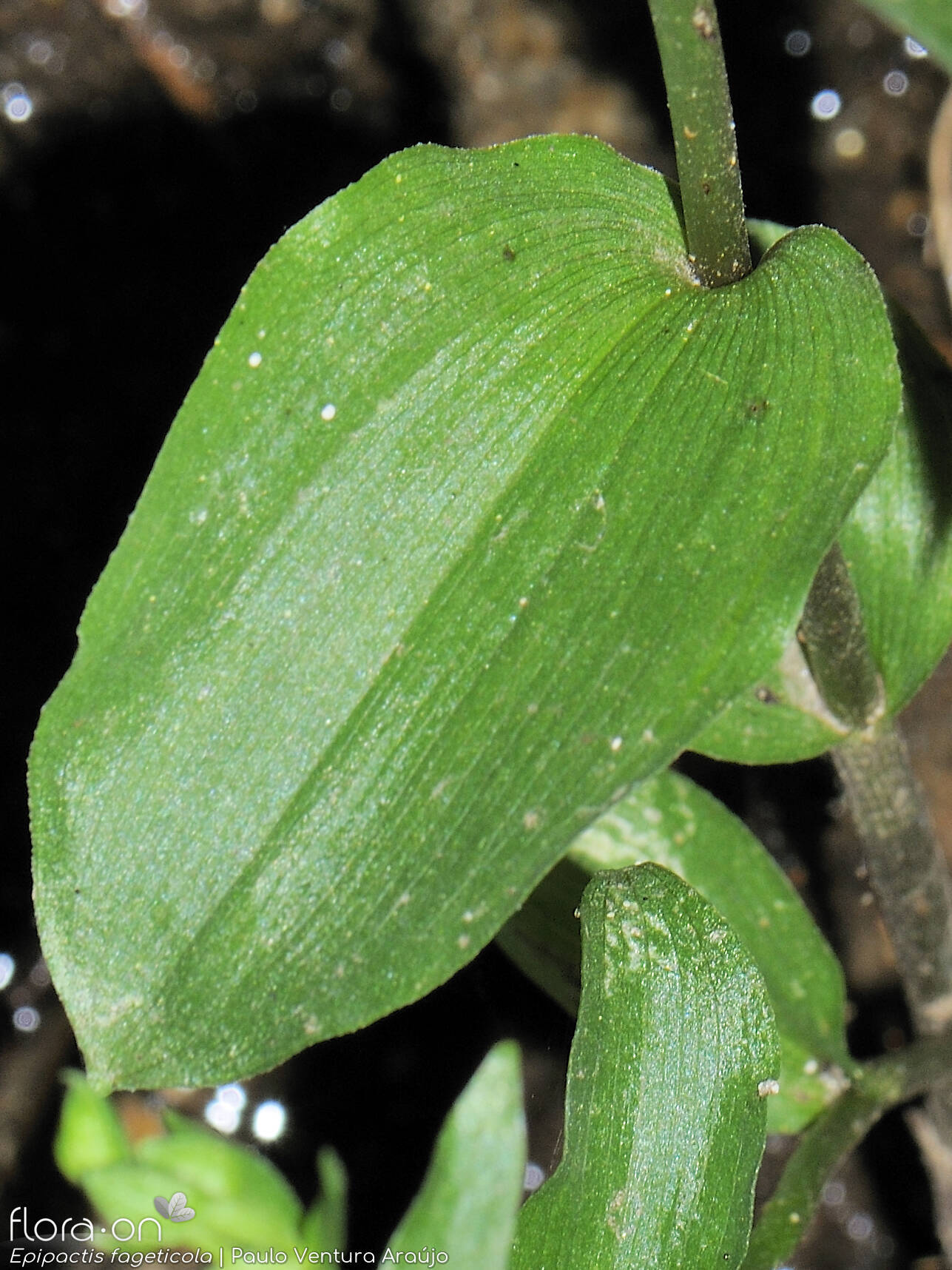 Epipactis phyllanthes - Folha | Paulo Ventura Araújo; CC BY-NC 4.0