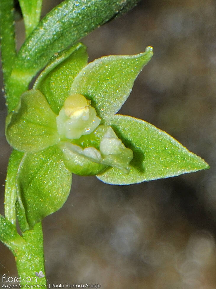Epipactis phyllanthes - Flor (close-up) | Paulo Ventura Araújo; CC BY-NC 4.0