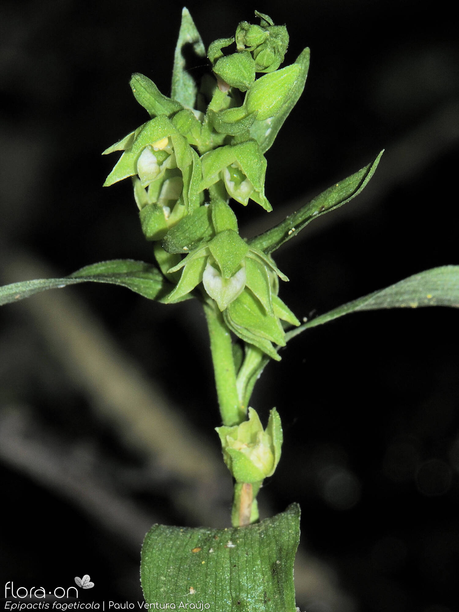 Epipactis phyllanthes - Flor (geral) | Paulo Ventura Araújo; CC BY-NC 4.0