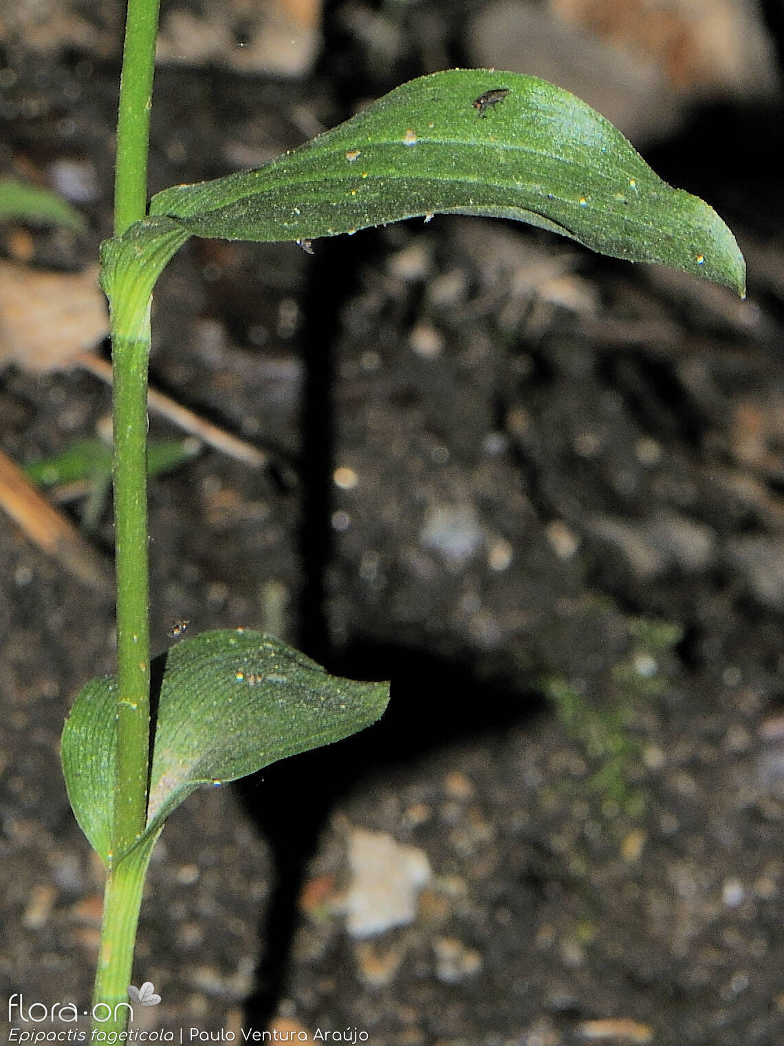 Epipactis phyllanthes - Folha (geral) | Paulo Ventura Araújo; CC BY-NC 4.0