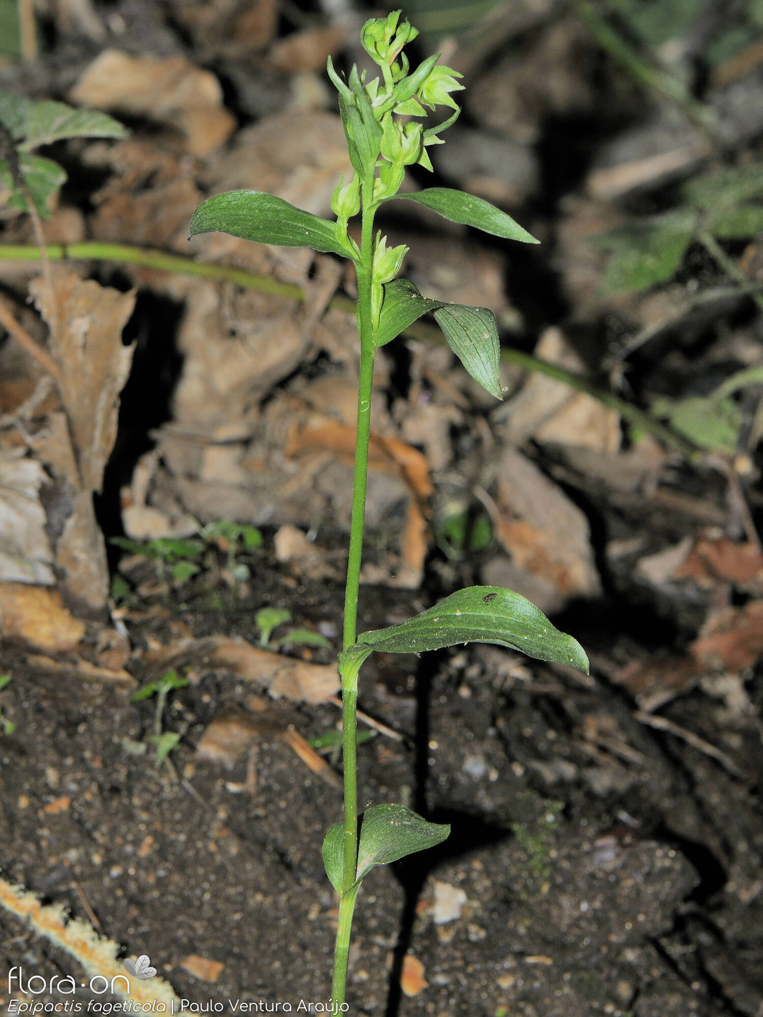 Epipactis phyllanthes - Hábito | Paulo Ventura Araújo; CC BY-NC 4.0