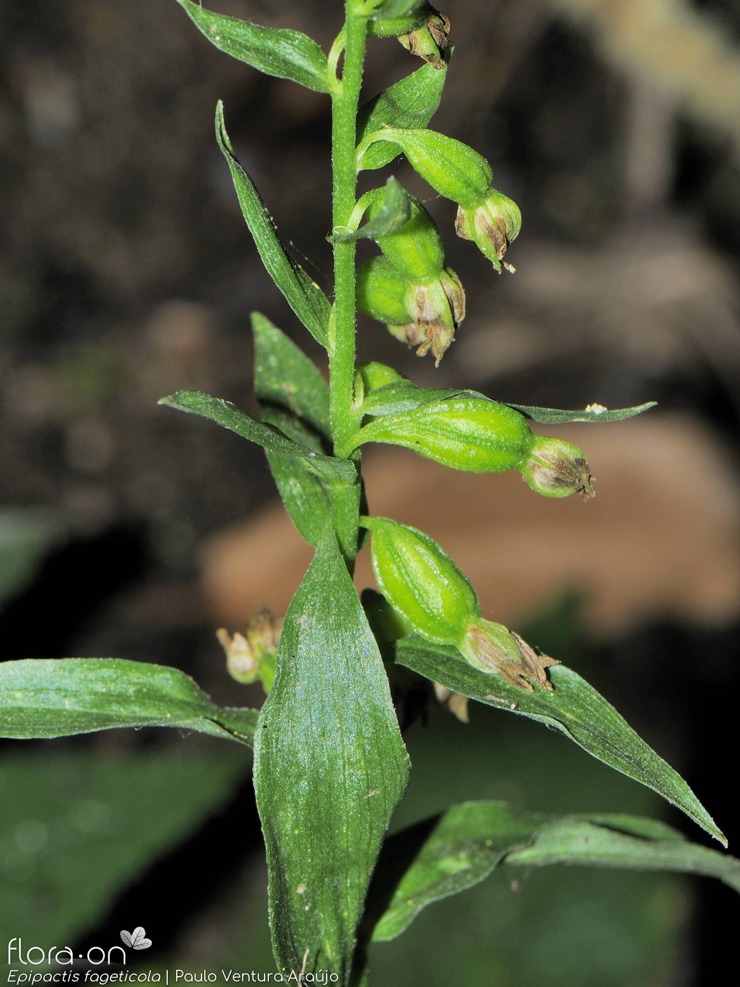 Epipactis phyllanthes - Fruto | Paulo Ventura Araújo; CC BY-NC 4.0