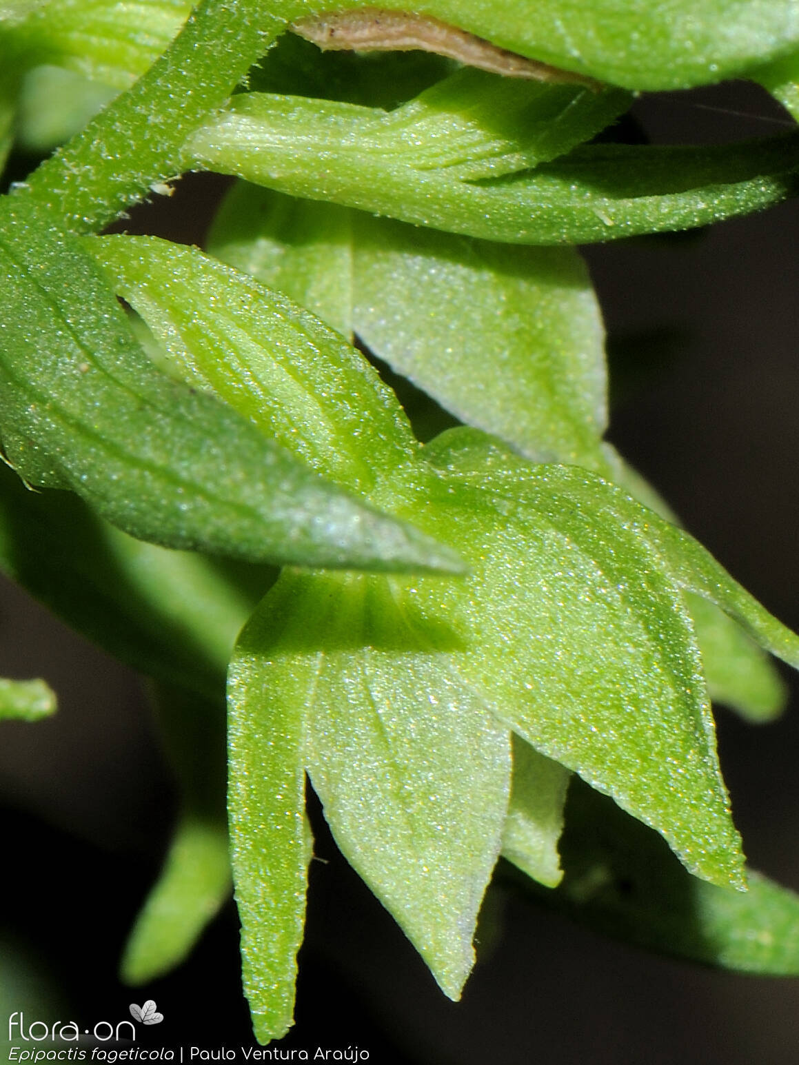 Epipactis phyllanthes - Cálice | Paulo Ventura Araújo; CC BY-NC 4.0