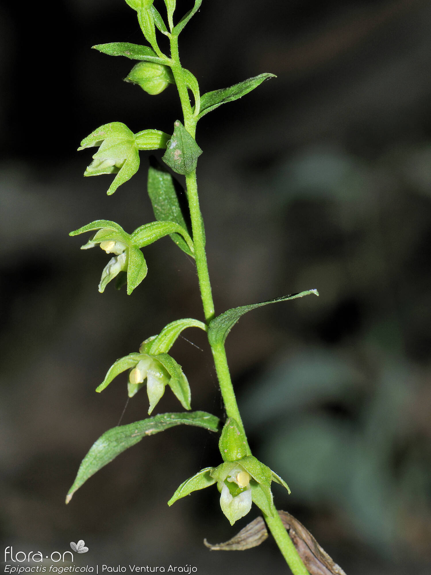 Epipactis phyllanthes - Flor (geral) | Paulo Ventura Araújo; CC BY-NC 4.0