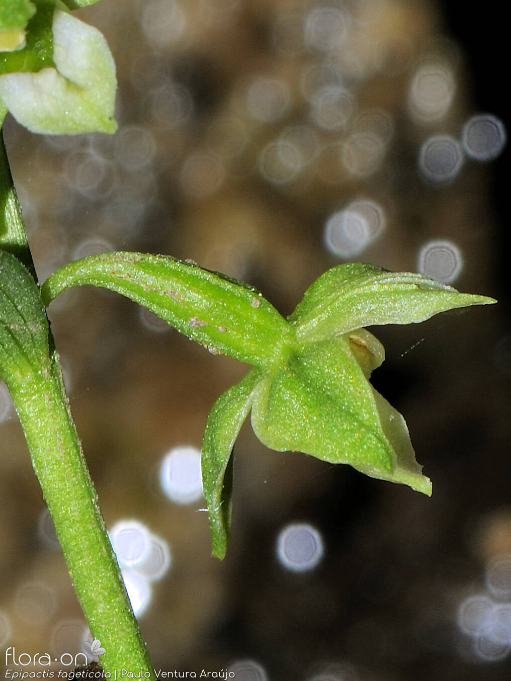 Epipactis phyllanthes - Cálice | Paulo Ventura Araújo; CC BY-NC 4.0