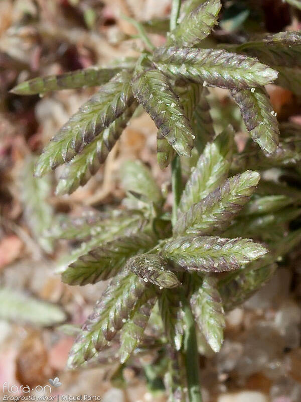 Eragrostis minor - Espigueta | Miguel Porto; CC BY-NC 4.0