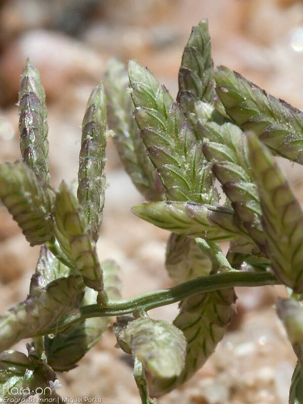 Eragrostis minor - Espigueta | Miguel Porto; CC BY-NC 4.0