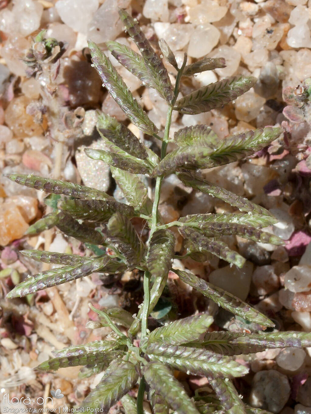 Eragrostis minor - Flor (geral) | Miguel Porto; CC BY-NC 4.0