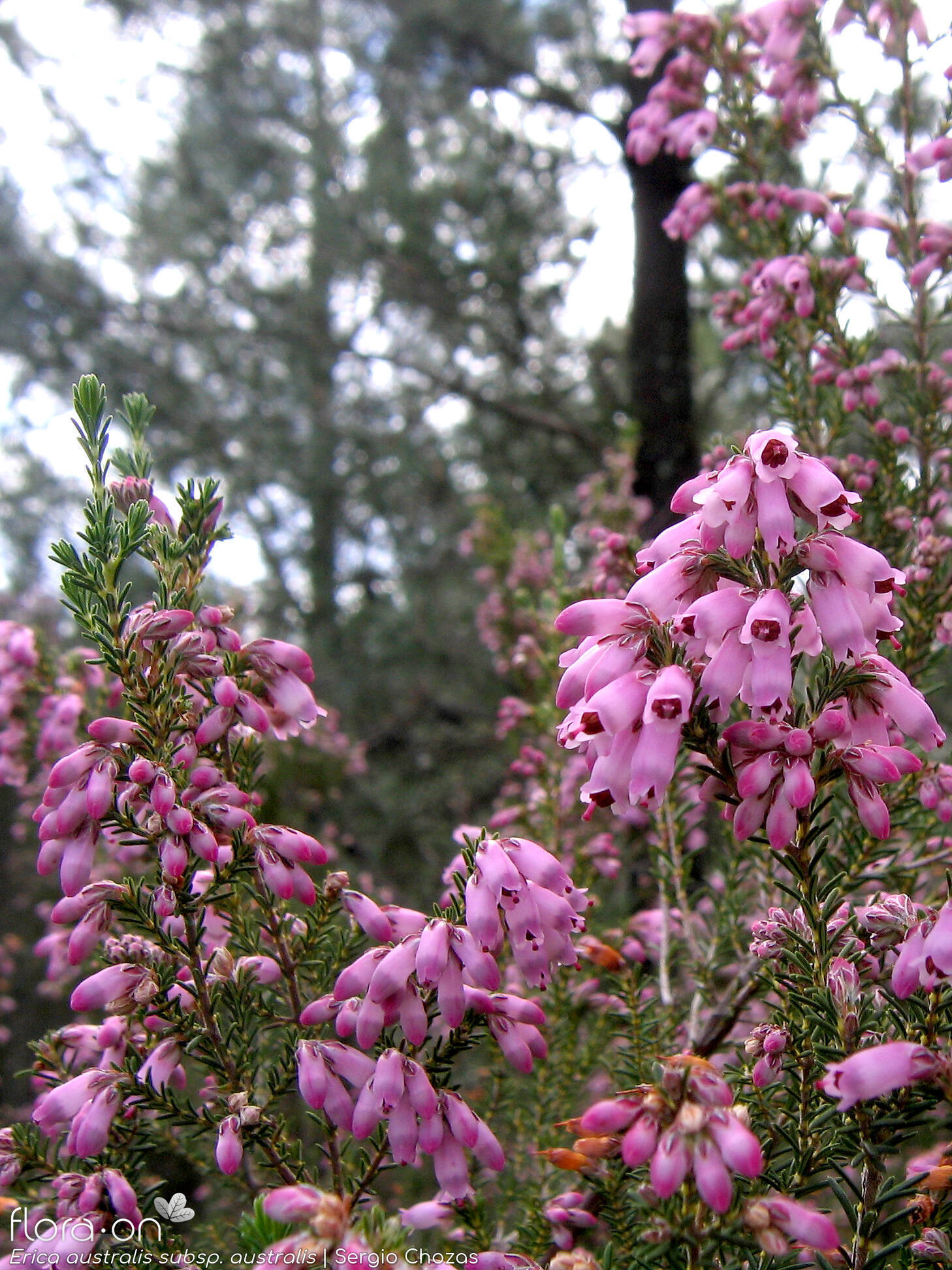 Erica australis australis - Hábito | Sergio Chozas; CC BY-NC 4.0