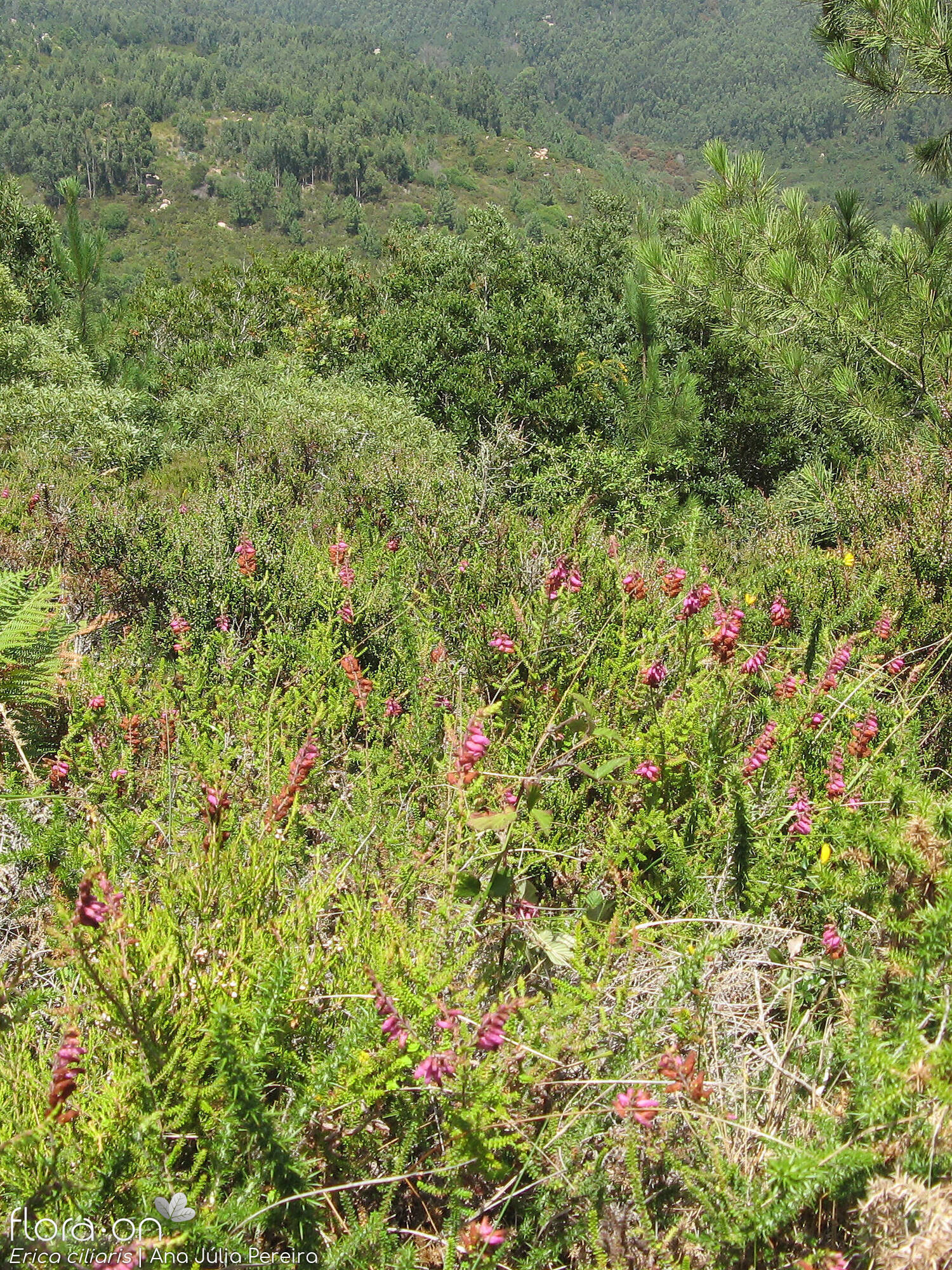 Erica ciliaris - Habitat | Ana Júlia Pereira; CC BY-NC 4.0