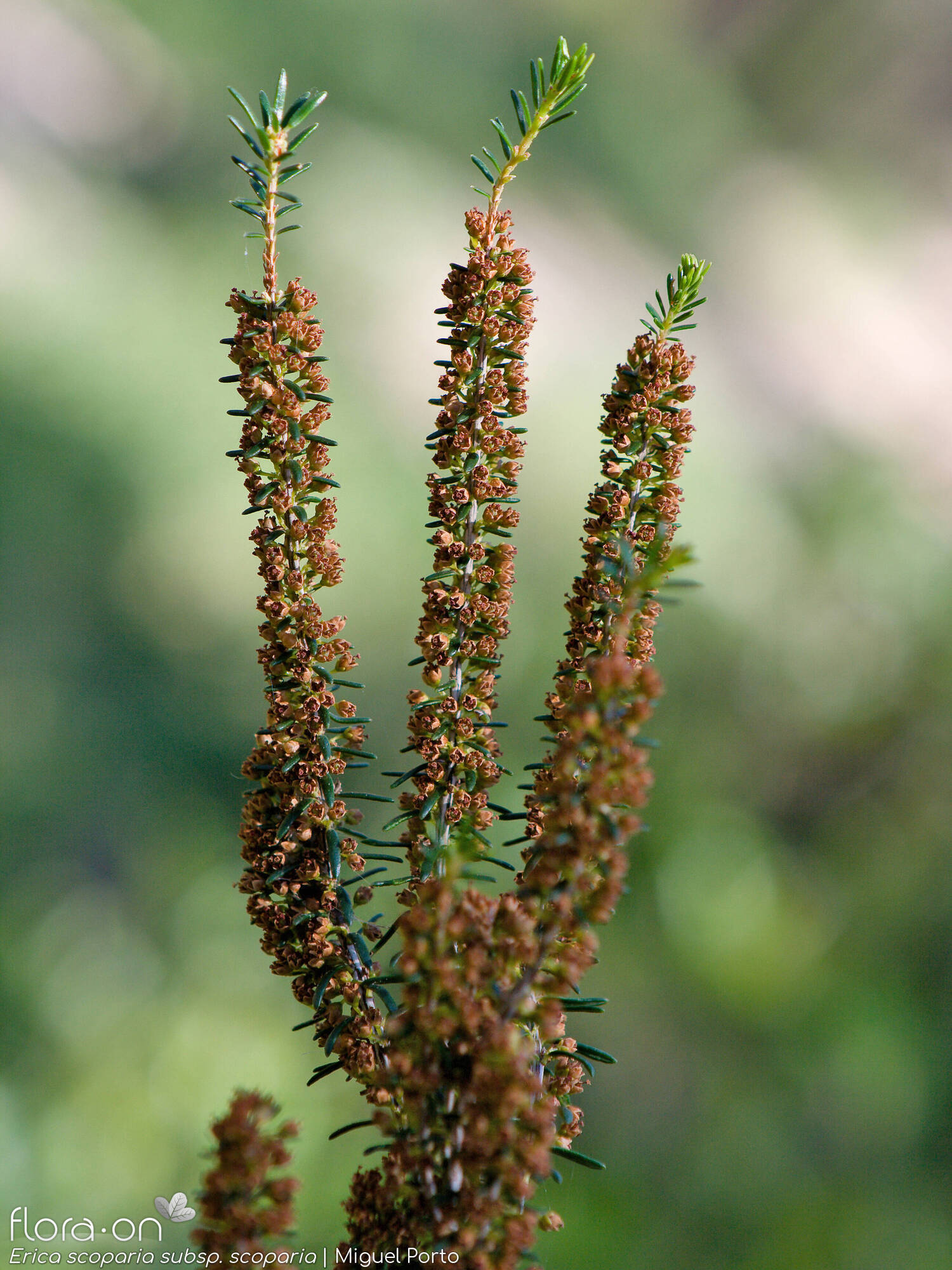 Erica scoparia scoparia - Flor (geral) | Miguel Porto; CC BY-NC 4.0