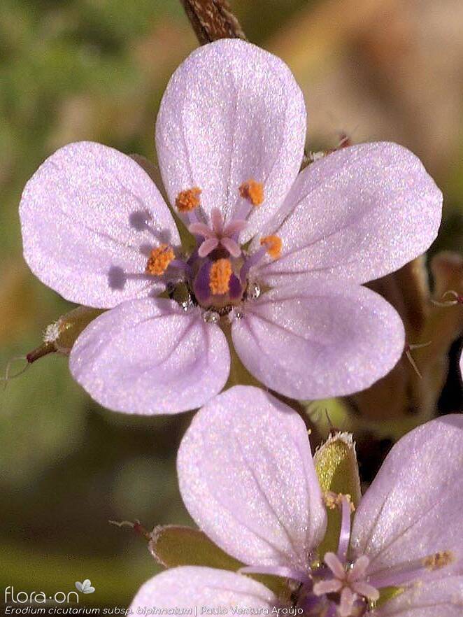 Erodium aethiopicum - Flor (close-up) | Paulo Ventura Araújo; CC BY-NC 4.0