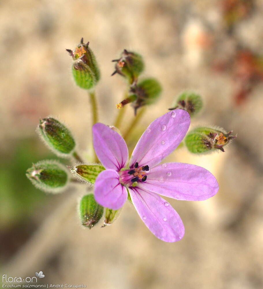 Erodium salzmannii