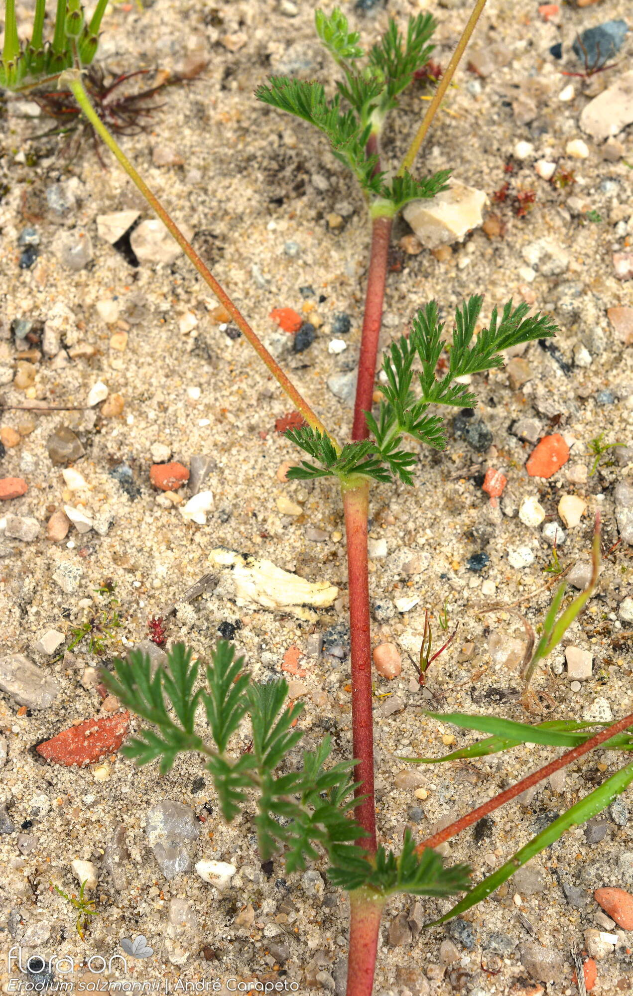 Erodium salzmannii - Folha (geral) | André Carapeto; CC BY-NC 4.0