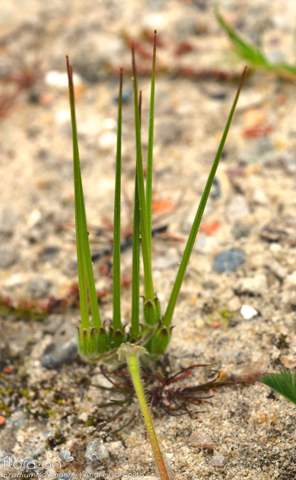 Erodium salzmannii - Fruto | André Carapeto; CC BY-NC 4.0