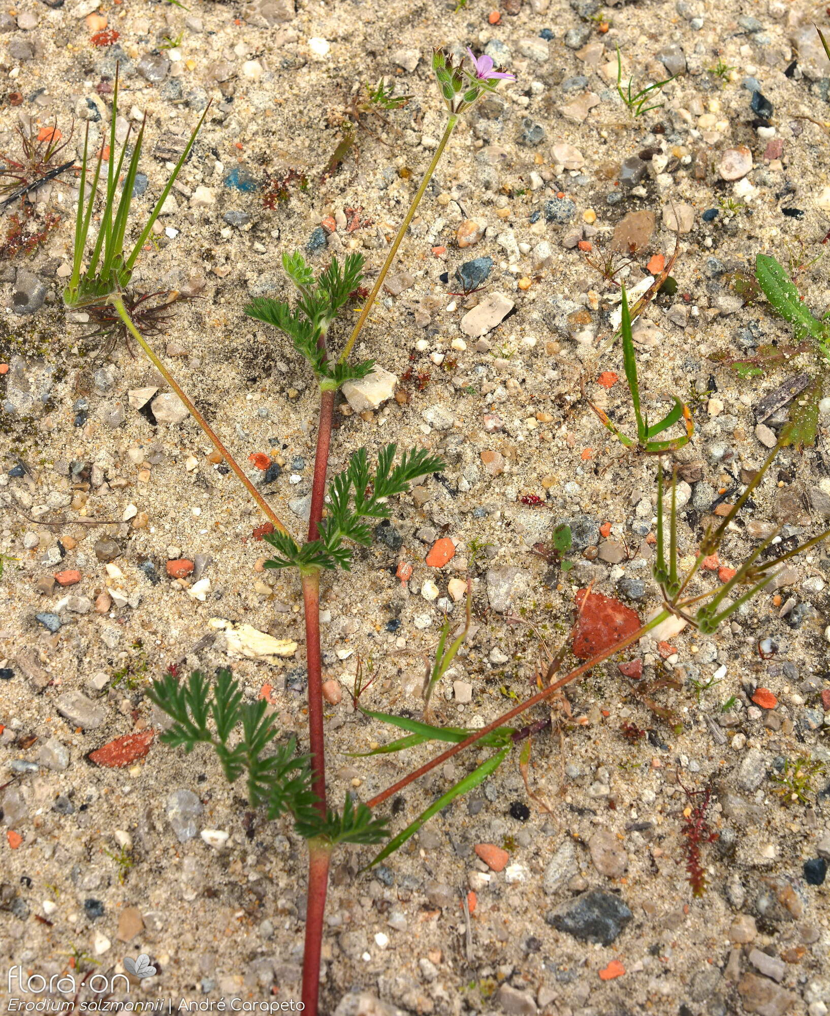 Erodium salzmannii - Hábito | André Carapeto; CC BY-NC 4.0