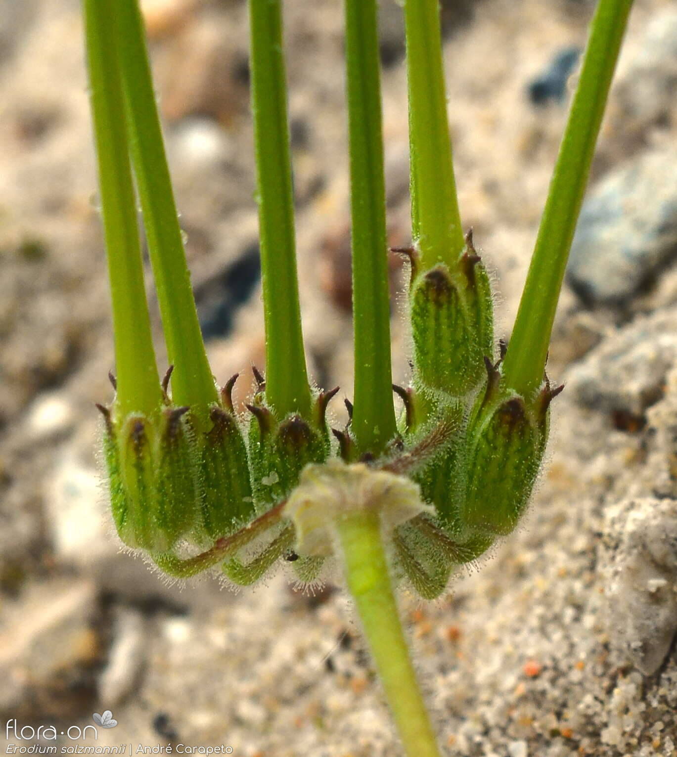 Erodium salzmannii - Fruto | André Carapeto; CC BY-NC 4.0