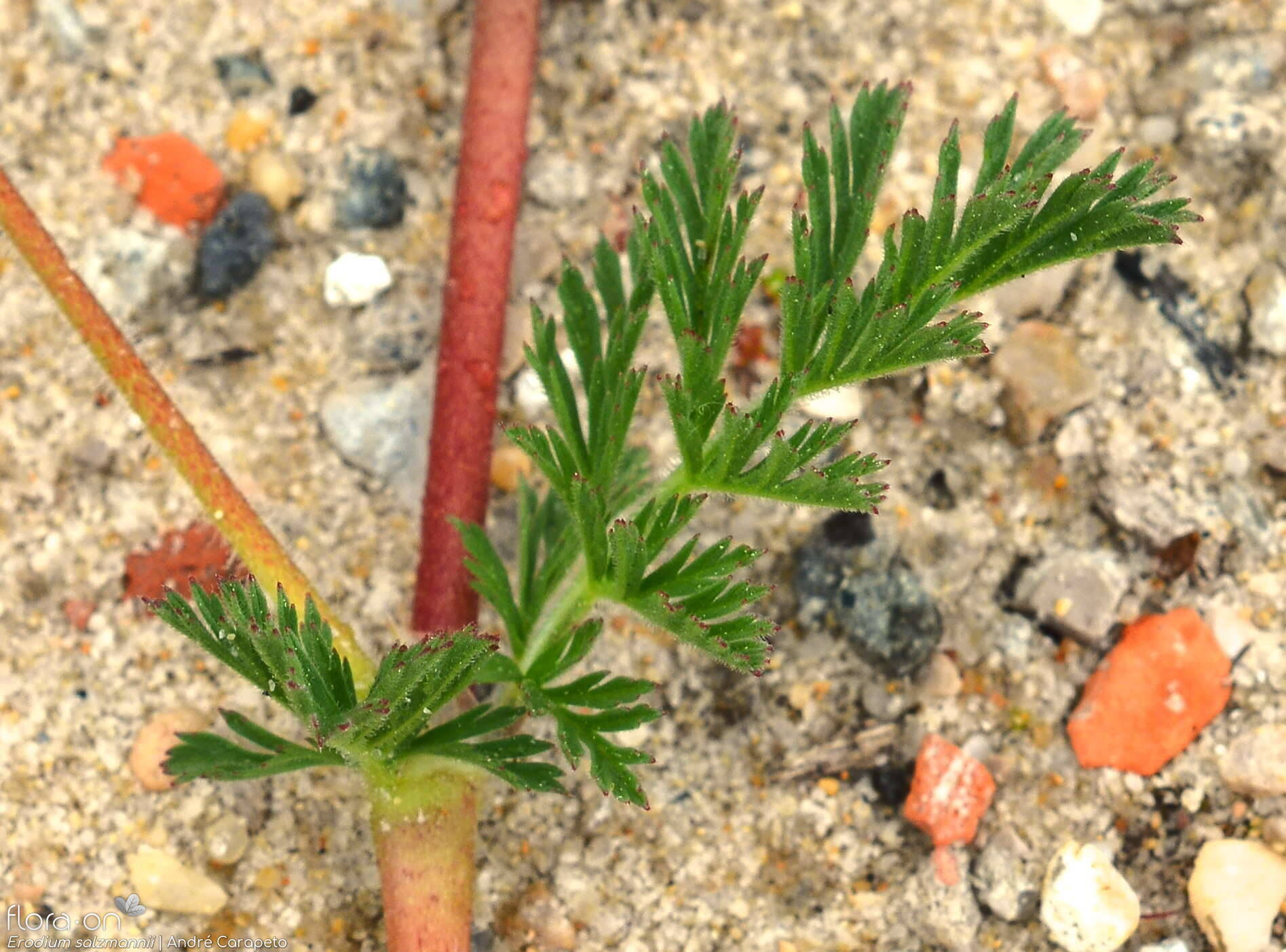 Erodium salzmannii - Folha | André Carapeto; CC BY-NC 4.0