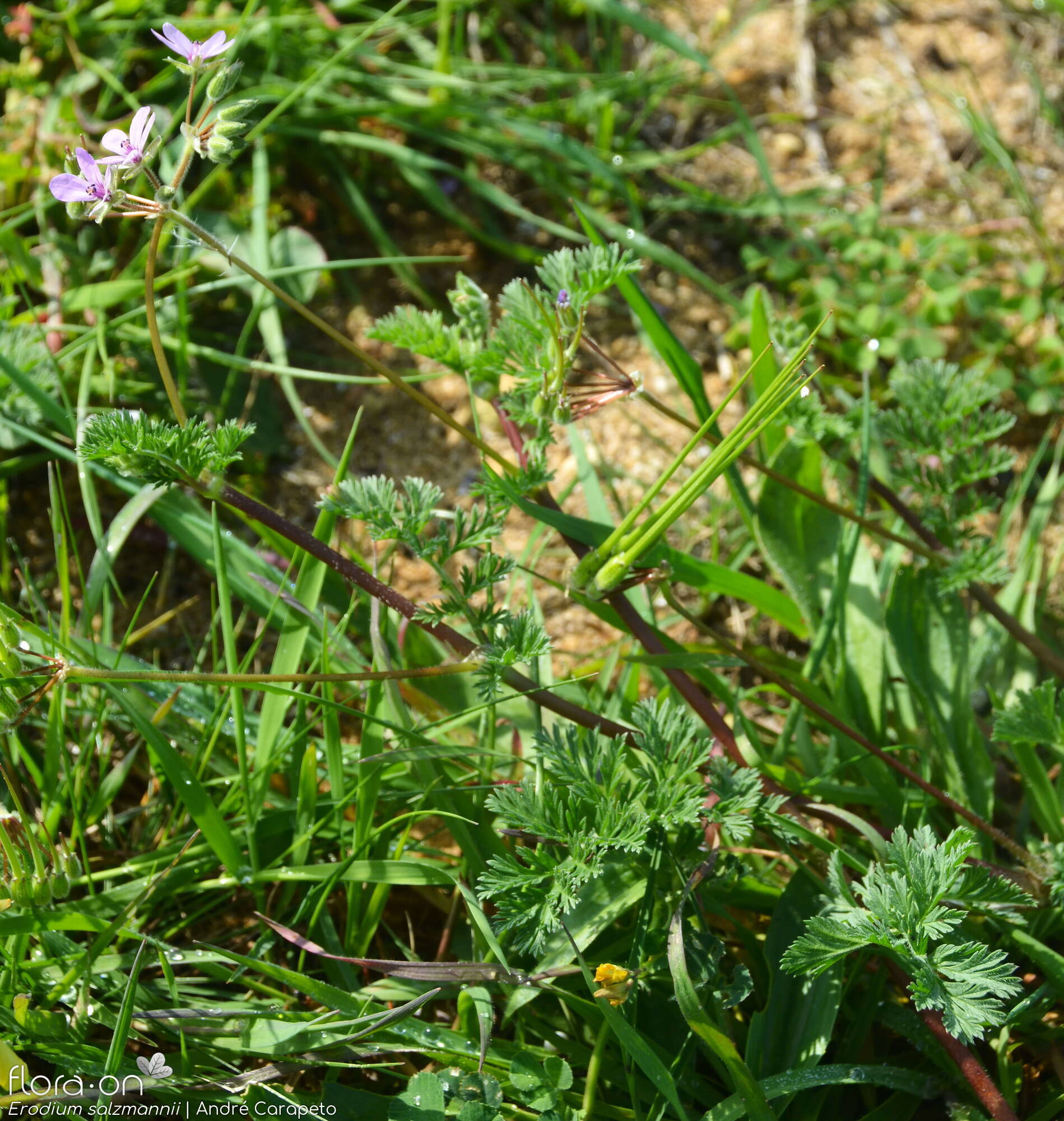 Erodium salzmannii - Hábito | André Carapeto; CC BY-NC 4.0