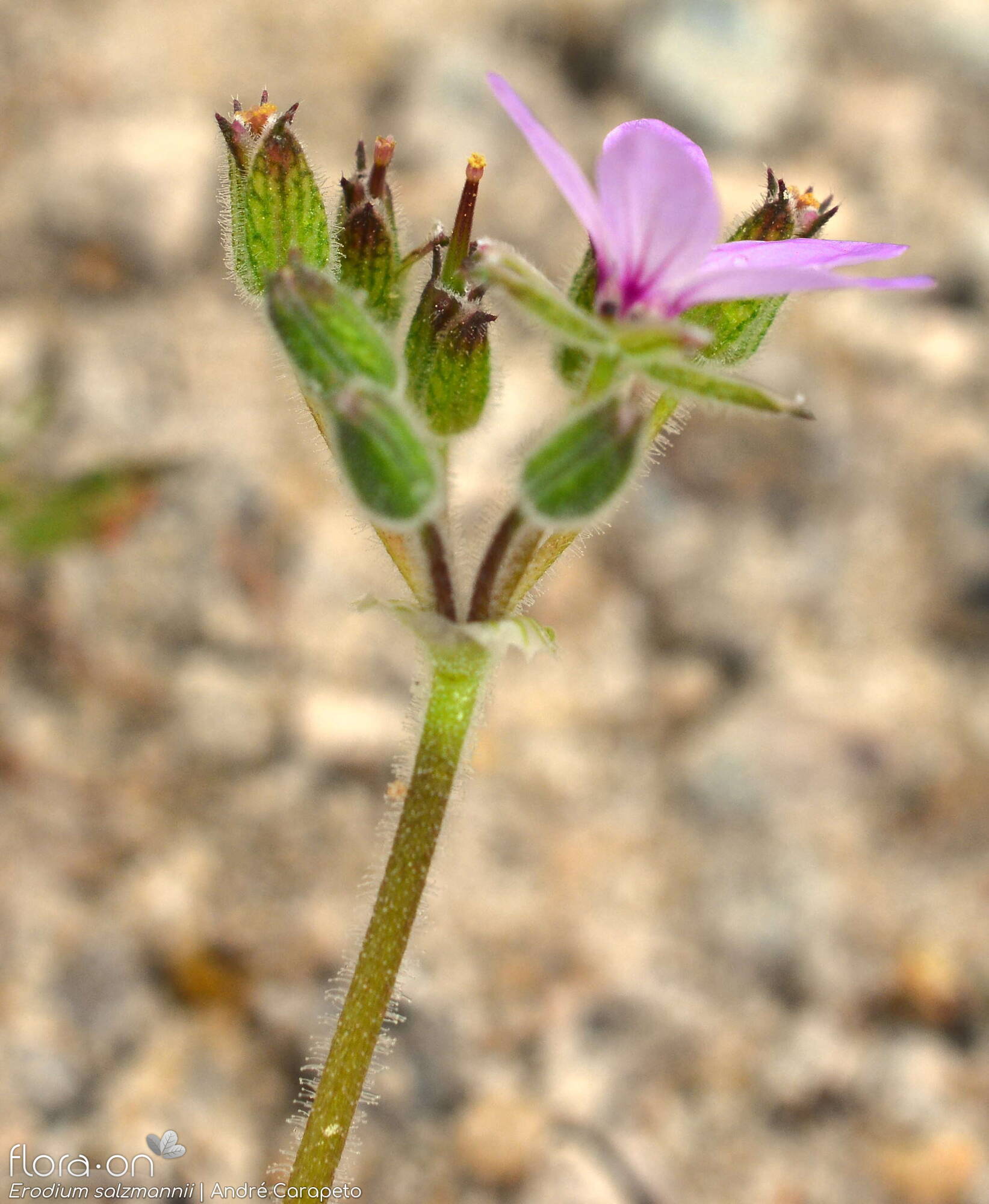 Erodium salzmannii - Flor (geral) | André Carapeto; CC BY-NC 4.0