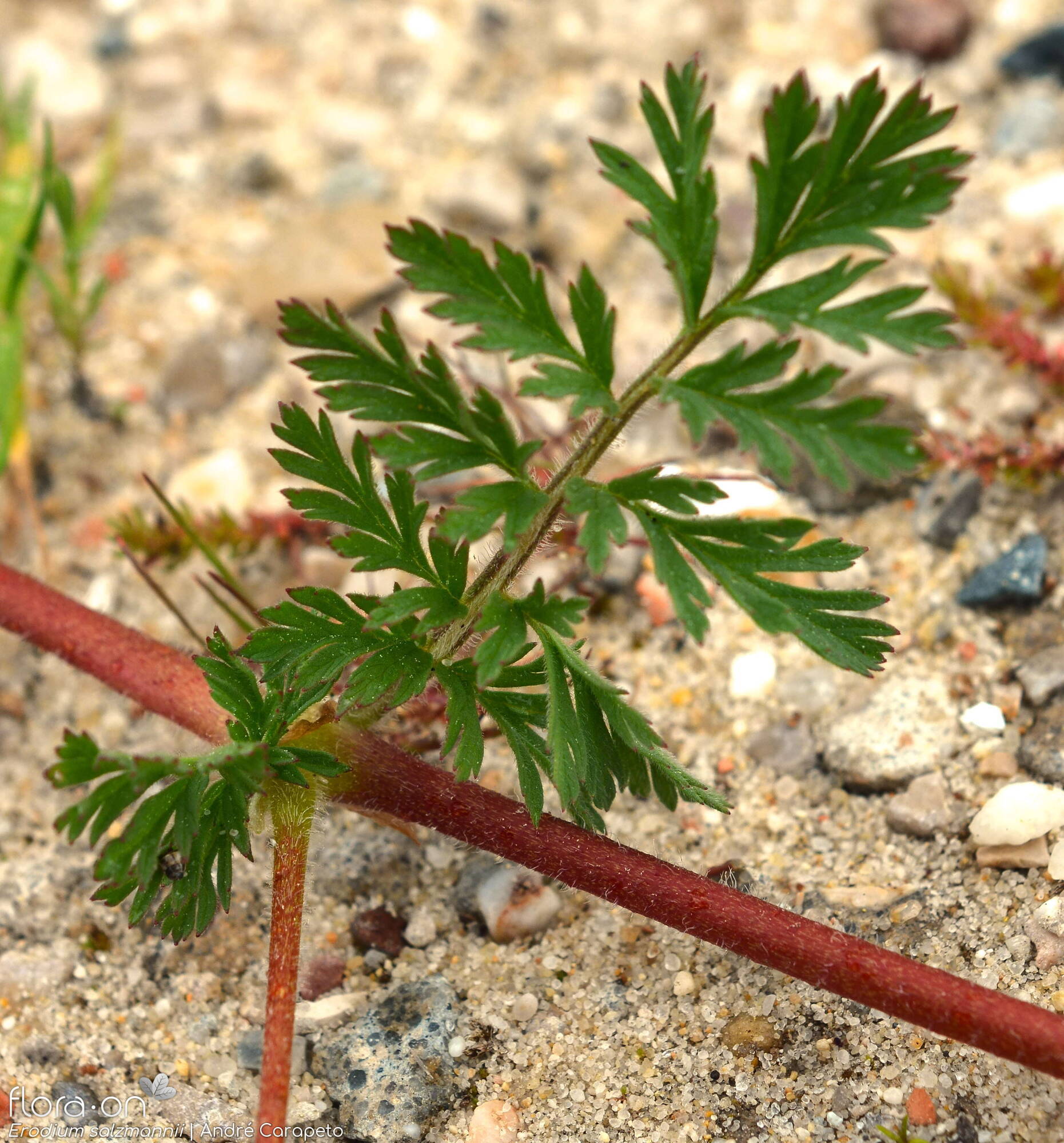 Erodium salzmannii - Folha | André Carapeto; CC BY-NC 4.0