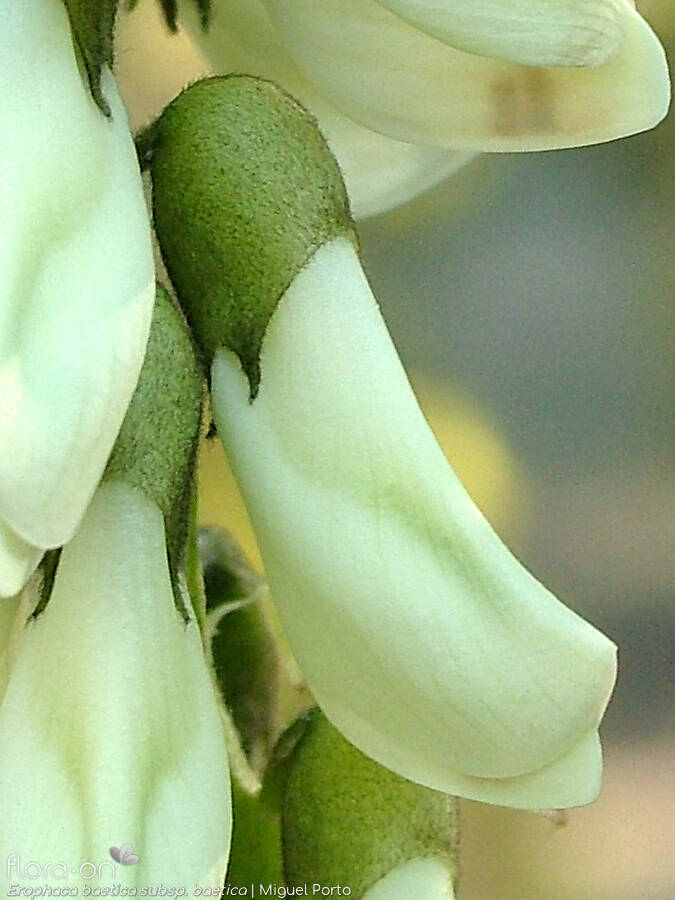 Erophaca baetica baetica - Flor (close-up) | Miguel Porto; CC BY-NC 4.0