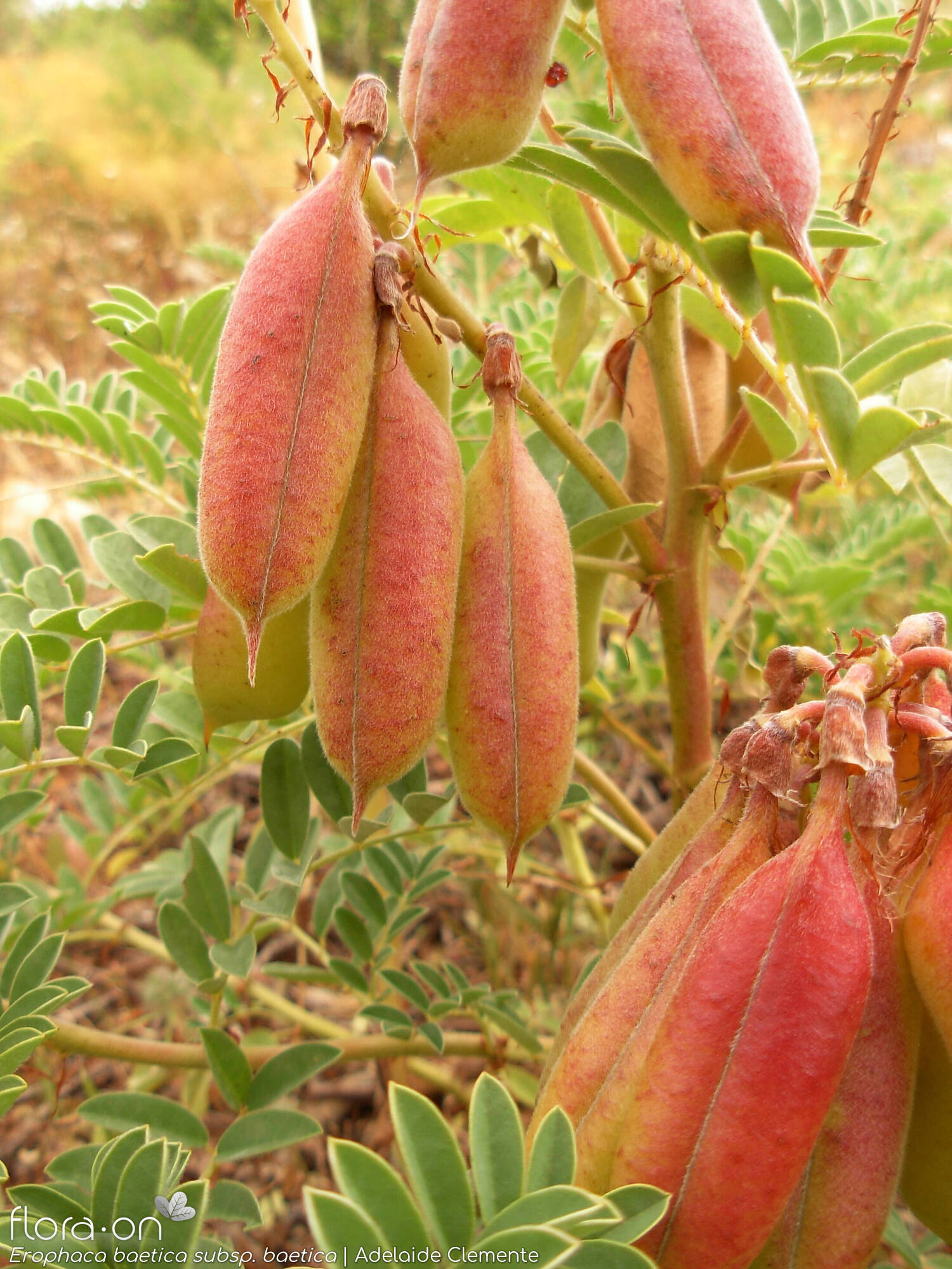 Erophaca baetica baetica - Fruto | Adelaide Clemente; CC BY-NC 4.0