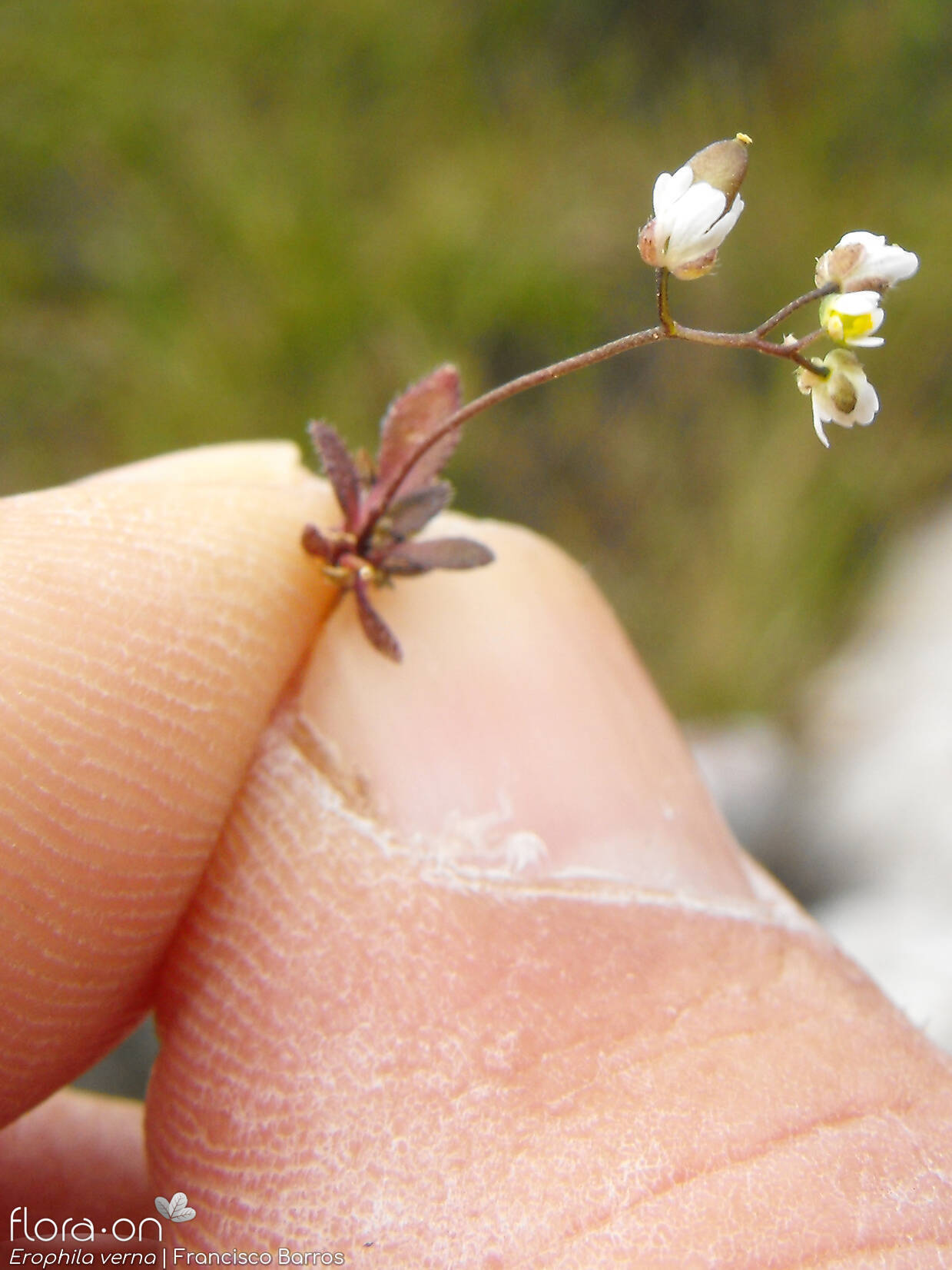 Erophila verna