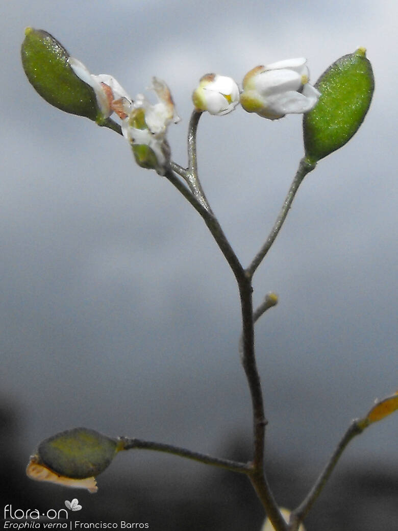 Erophila verna - Flor (geral) | Francisco Barros; CC BY-NC 4.0