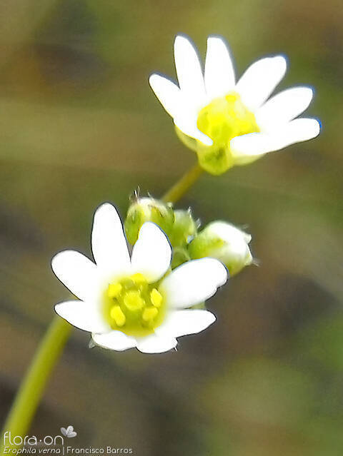 Erophila verna - Flor (close-up) | Francisco Barros; CC BY-NC 4.0