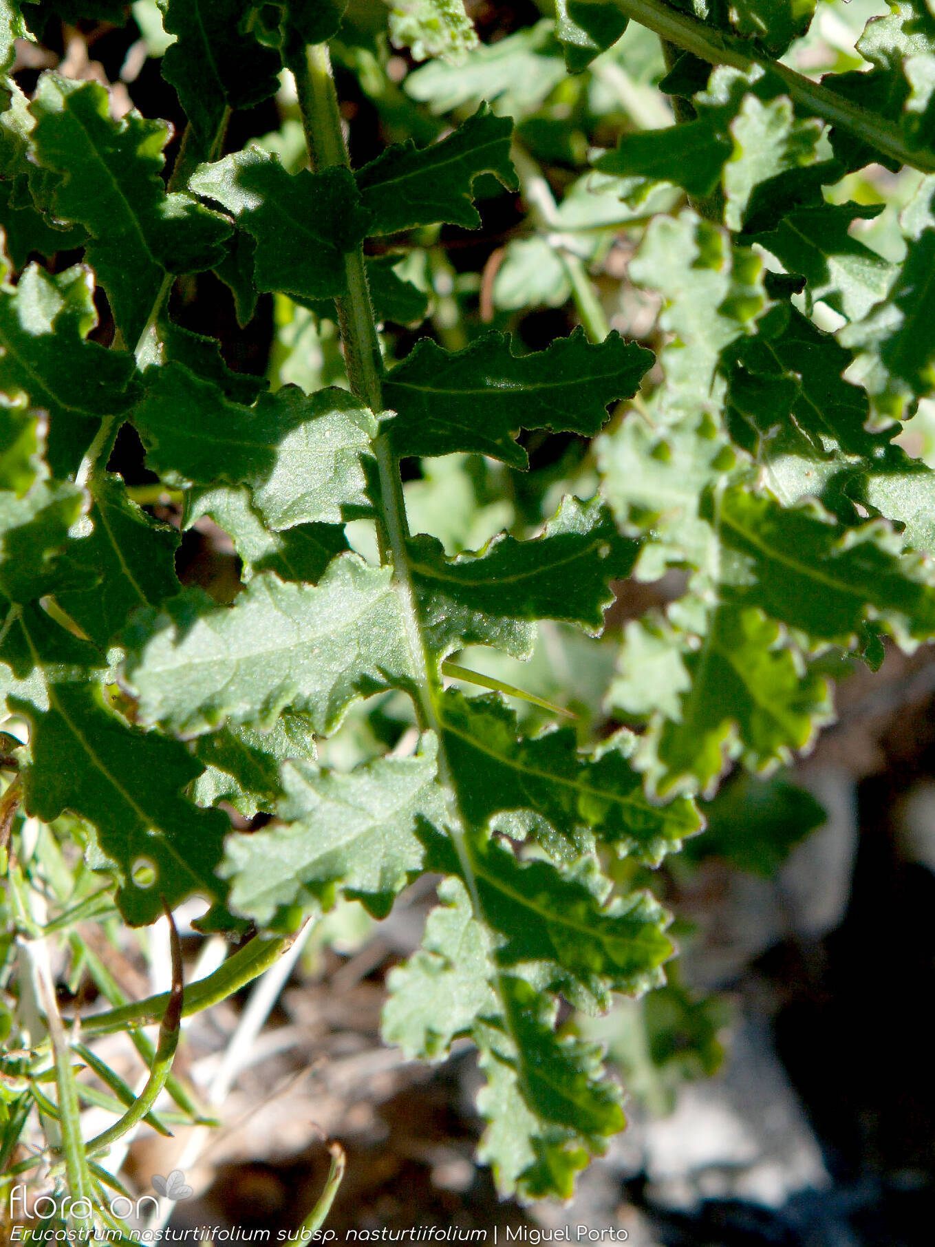 Erucastrum nasturtiifolium nasturtiifolium - Folha | Miguel Porto; CC BY-NC 4.0