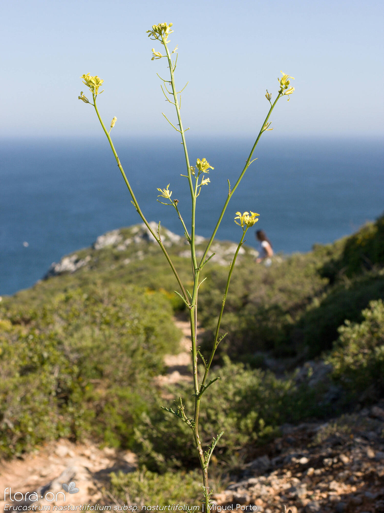 Erucastrum nasturtiifolium nasturtiifolium - Hábito | Miguel Porto; CC BY-NC 4.0