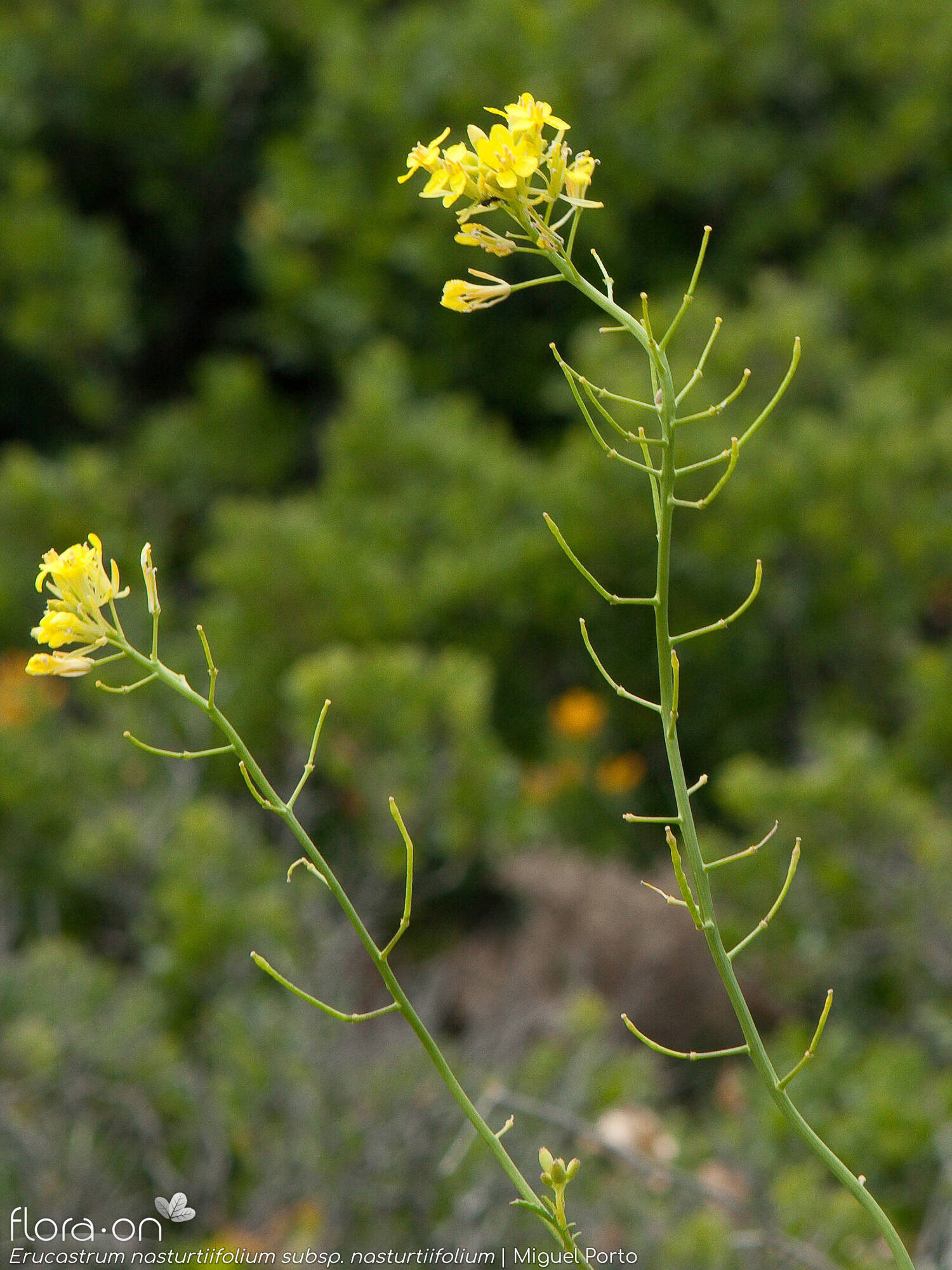 Erucastrum nasturtiifolium nasturtiifolium - Flor (geral) | Miguel Porto; CC BY-NC 4.0