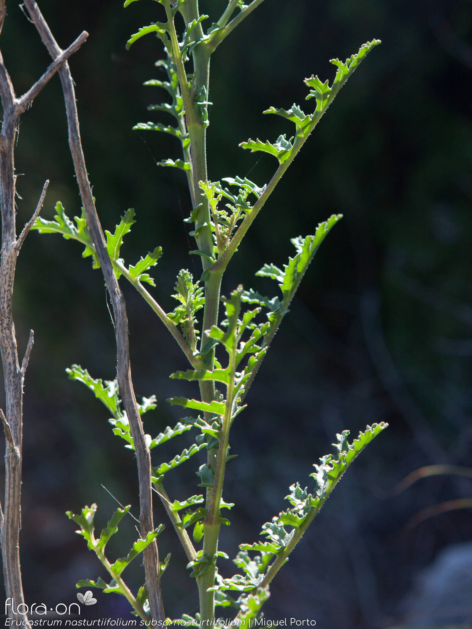 Erucastrum nasturtiifolium nasturtiifolium - Folha (geral) | Miguel Porto; CC BY-NC 4.0