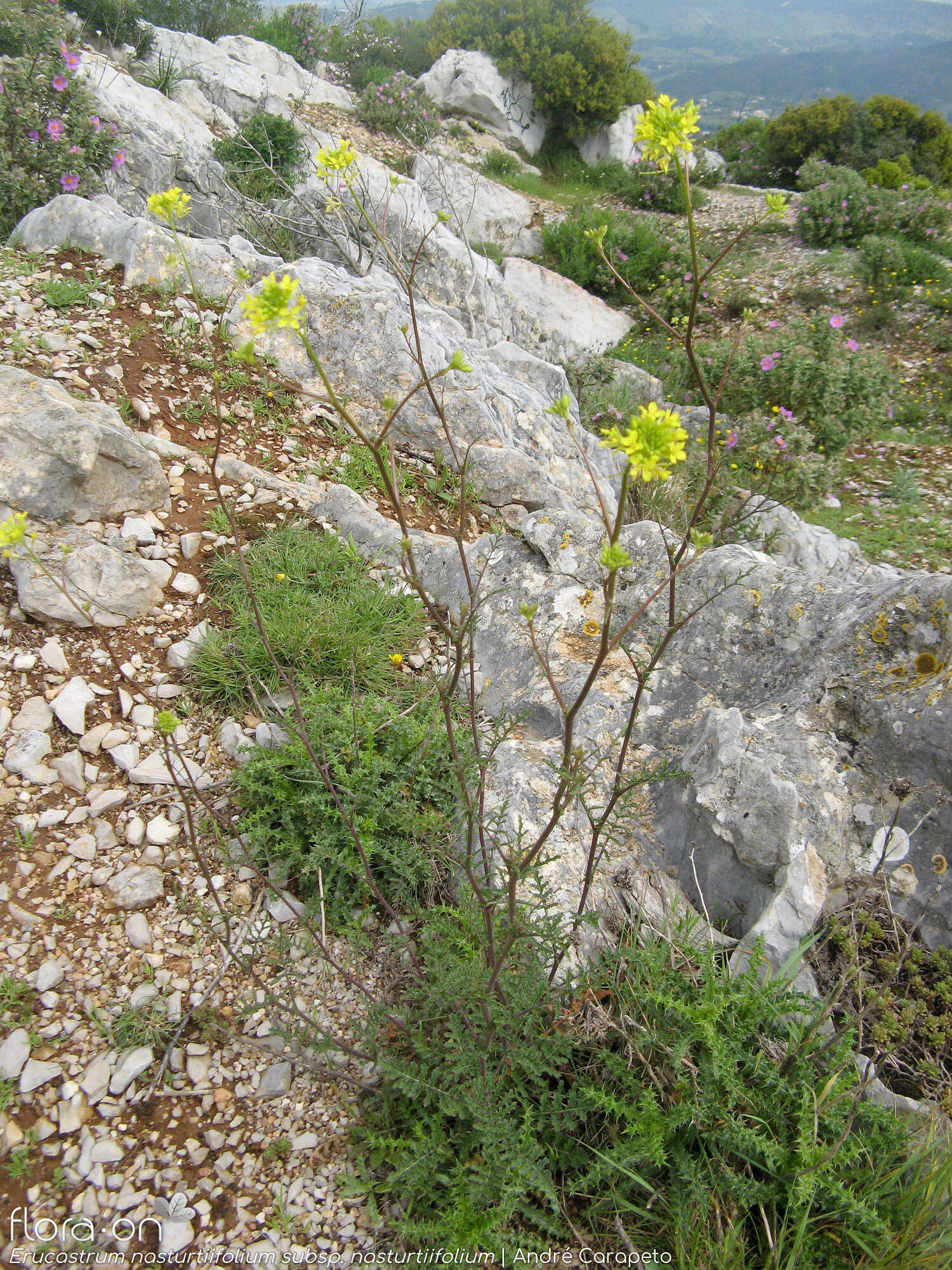 Erucastrum nasturtiifolium nasturtiifolium - Habitat | André Carapeto; CC BY-NC 4.0
