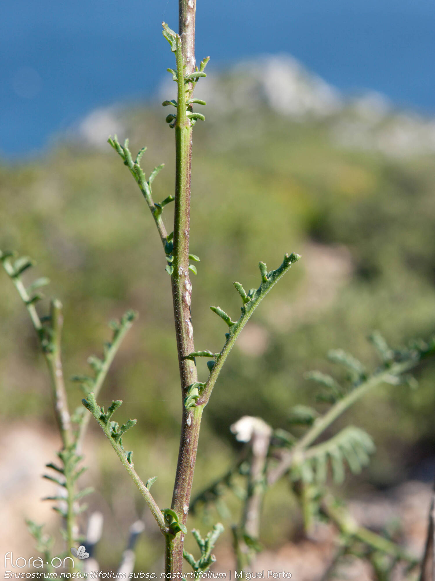 Erucastrum nasturtiifolium nasturtiifolium - Caule | Miguel Porto; CC BY-NC 4.0