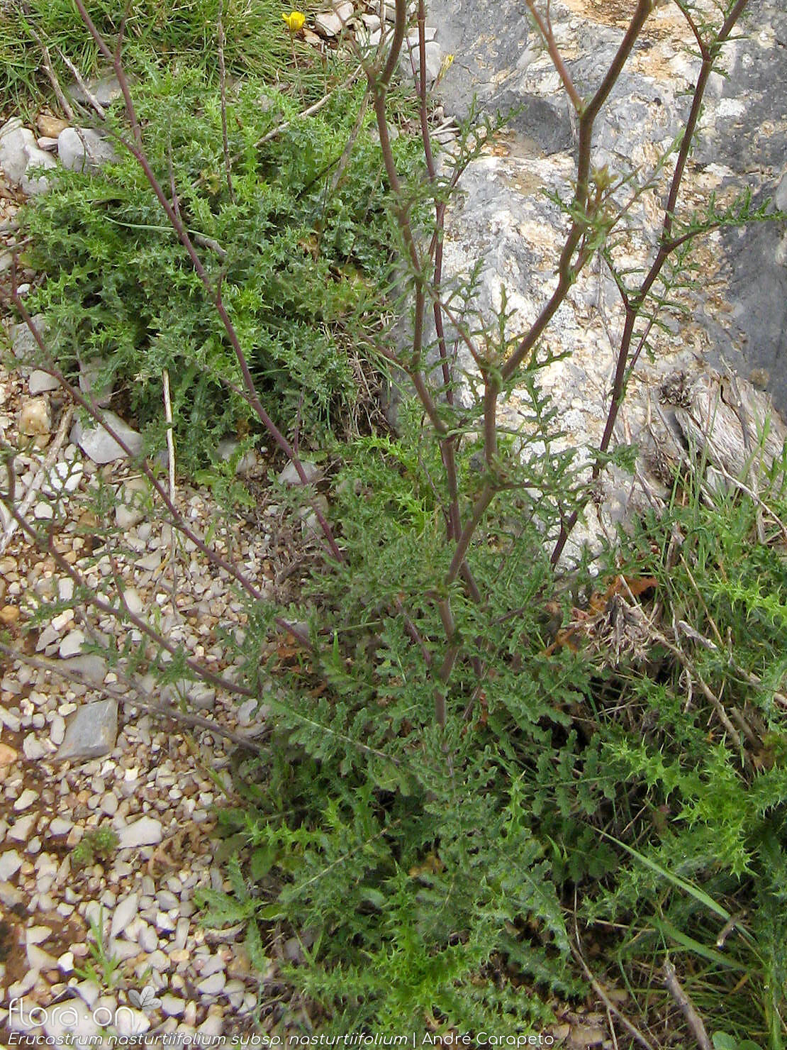 Erucastrum nasturtiifolium nasturtiifolium - Hábito | André Carapeto; CC BY-NC 4.0