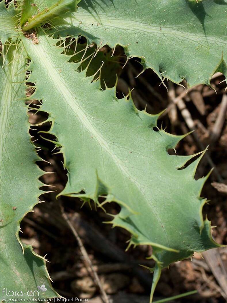 Eryngium aquifolium - Folha | Miguel Porto; CC BY-NC 4.0