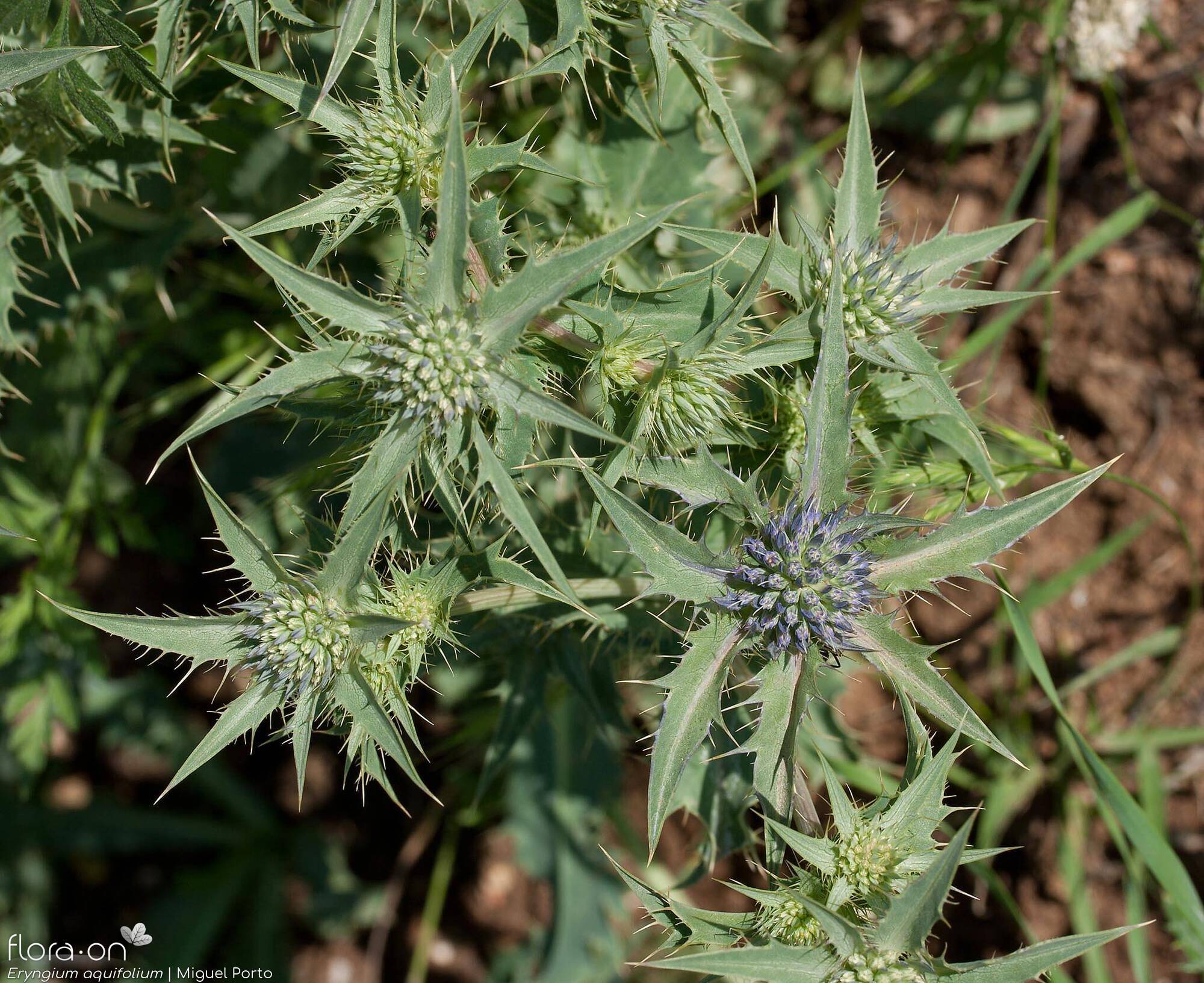 Eryngium aquifolium - Flor (geral) | Miguel Porto; CC BY-NC 4.0